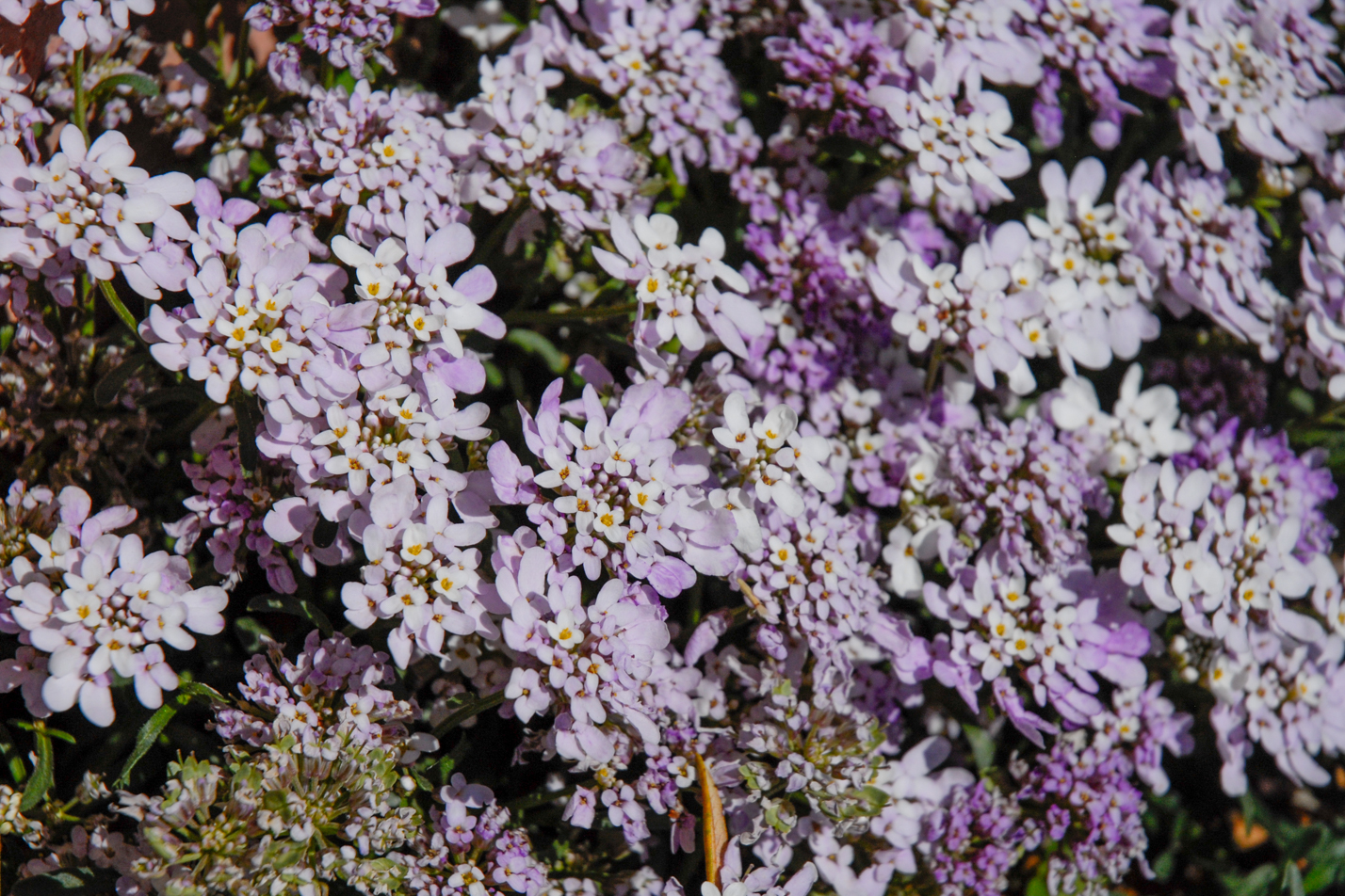 Dwarf Candytuft